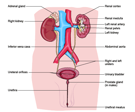 Fig. 9.1–Primary structure of the urinary system in a male–(page 261)